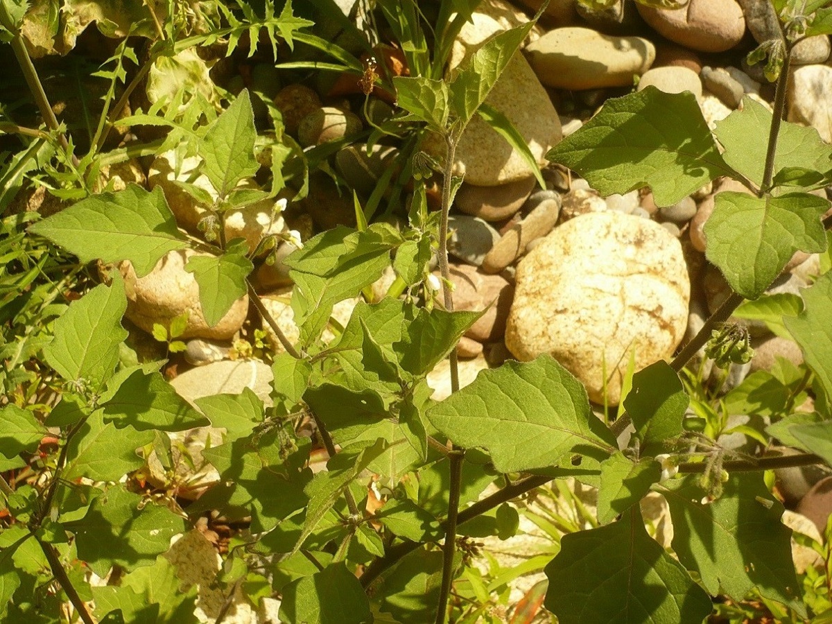 Solanum nigrum subsp. schultesii (Solanaceae)